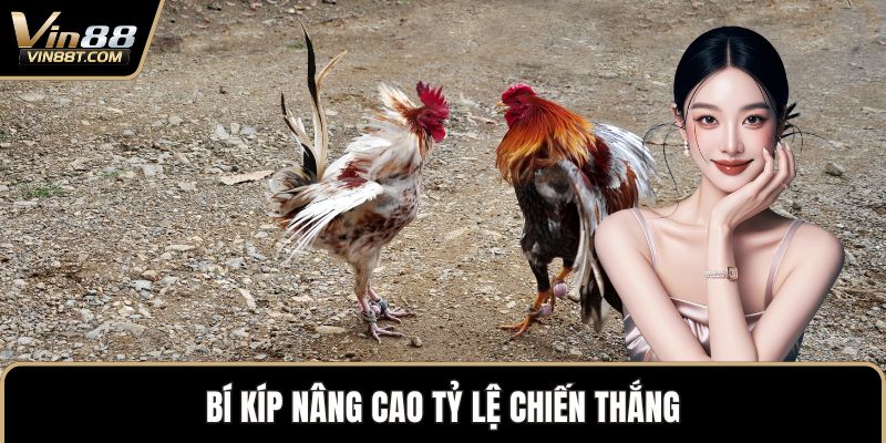 Đá Gà Thomo – Biểu Tượng Kịch Tính Trong Thế Giới Gà Chọi - Lorix Đá Gà Thomo – Biểu Tượng Kịch Tính Trong Thế Giới Gà Chọi - Lorix