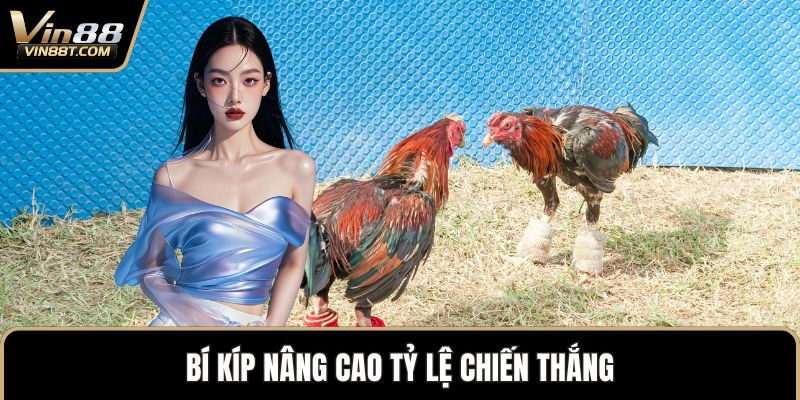 Đá Gà Cựa Dao – Đỉnh Cao Kịch Tính Trong Thế Giới Gà Chọi - Lorix Đá Gà Cựa Dao – Đỉnh Cao Kịch Tính Trong Thế Giới Gà Chọi - Lorix