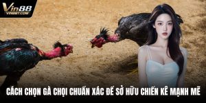Đá Gà VIN88: Trải Nghiệm Đấu Kê Online Gay Cấn, Minh Bạch - Lorix