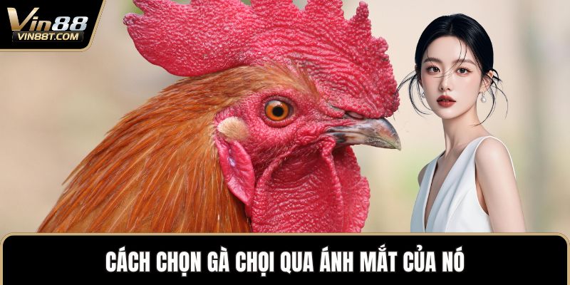 Cách Chọn Gà Chọi Chuẩn Xác Để Sở Hữu Chiến Kê Mạnh Mẽ - Lorix Cách Chọn Gà Chọi Chuẩn Xác Để Sở Hữu Chiến Kê Mạnh Mẽ - Lorix