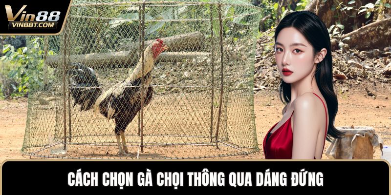 Cách Chọn Gà Chọi Chuẩn Xác Để Sở Hữu Chiến Kê Mạnh Mẽ - Lorix Cách Chọn Gà Chọi Chuẩn Xác Để Sở Hữu Chiến Kê Mạnh Mẽ - Lorix