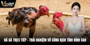 Đá Gà VIN88: Trải Nghiệm Đấu Kê Online Gay Cấn, Minh Bạch - Lorix
