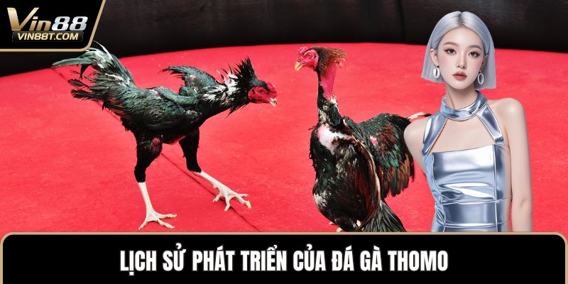 Đá Gà Thomo – Biểu Tượng Kịch Tính Trong Thế Giới Gà Chọi - Lorix Đá Gà Thomo – Biểu Tượng Kịch Tính Trong Thế Giới Gà Chọi - Lorix