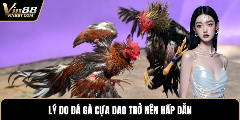 Đá Gà Cựa Dao – Đỉnh Cao Kịch Tính Trong Thế Giới Gà Chọi - Lorix Đá Gà Cựa Dao – Đỉnh Cao Kịch Tính Trong Thế Giới Gà Chọi - Lorix