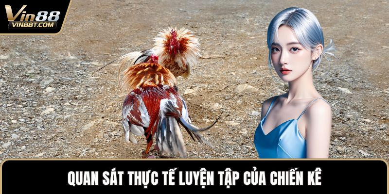 Cách Chọn Gà Chọi Chuẩn Xác Để Sở Hữu Chiến Kê Mạnh Mẽ - Lorix Cách Chọn Gà Chọi Chuẩn Xác Để Sở Hữu Chiến Kê Mạnh Mẽ - Lorix
