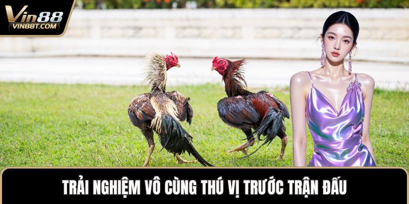 Đá Gà Cựa Sắt – Sự Kết Hợp Mang Đến Nét Mới Độc Đáo - Lorix Đá Gà Cựa Sắt – Sự Kết Hợp Mang Đến Nét Mới Độc Đáo - Lorix