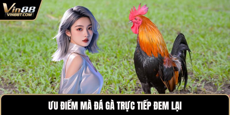 Đá Gà Trực Tiếp – Trải Nghiệm Vô Cùng Kịch Tính Đỉnh Cao - Lorix Đá Gà Trực Tiếp – Trải Nghiệm Vô Cùng Kịch Tính Đỉnh Cao - Lorix