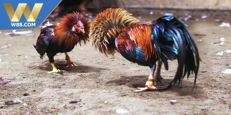 Các Thuật Ngữ Trong Đá Gà Quan Trọng Kê Thủ Cần Biết - Lorix Các Thuật Ngữ Trong Đá Gà Quan Trọng Kê Thủ Cần Biết - Lorix