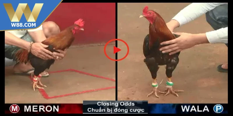 Cách Đá Gà Thomo Với Chiến Thuật Chuẩn Xác Nâng Cao - Lorix Cách Đá Gà Thomo Với Chiến Thuật Chuẩn Xác Nâng Cao - Lorix