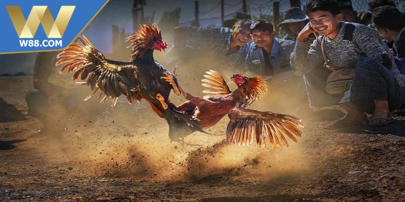 Cách Đá Gà Thomo Với Chiến Thuật Chuẩn Xác Nâng Cao - Lorix Cách Đá Gà Thomo Với Chiến Thuật Chuẩn Xác Nâng Cao - Lorix
