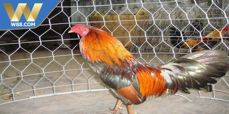 Cách Làm Gà Đá Tăng Tốc - Phương Pháp Nhanh Hiệu Quả Nhất - Lorix Cách Làm Gà Đá Tăng Tốc - Phương Pháp Nhanh Hiệu Quả Nhất - Lorix