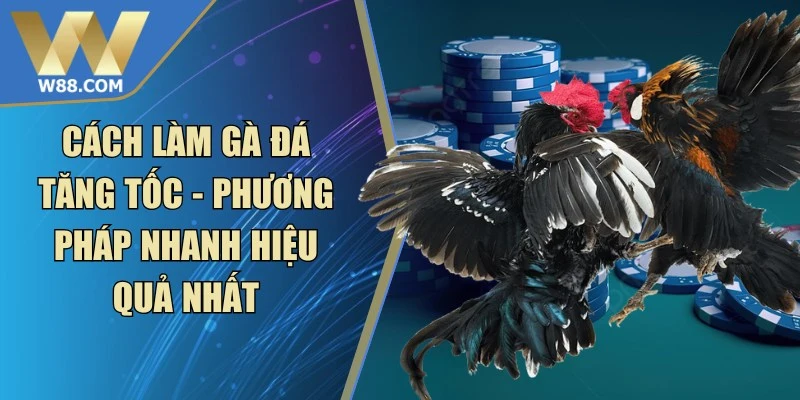 Cách Nuôi Gà Đá Để Tránh Mệt Mỏi Hiệu Quả Trên Sàn Đấu - Lorix