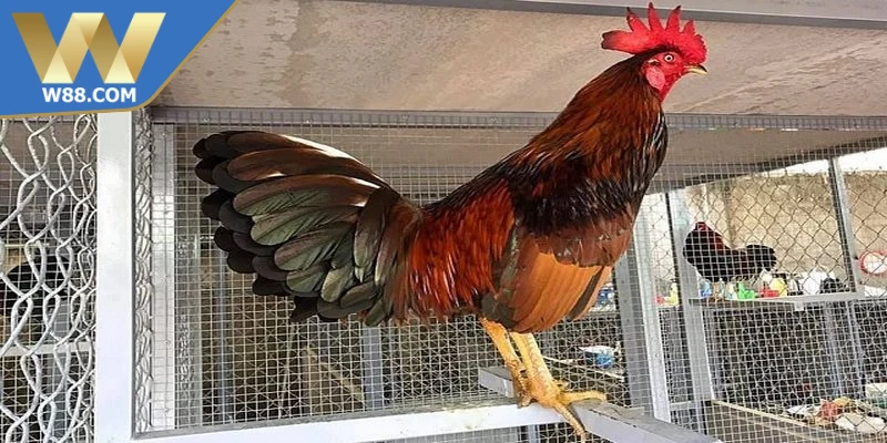 Cách Nuôi Gà Đá Để Tránh Mệt Mỏi Hiệu Quả Trên Sàn Đấu - Lorix Cách Nuôi Gà Đá Để Tránh Mệt Mỏi Hiệu Quả Trên Sàn Đấu - Lorix