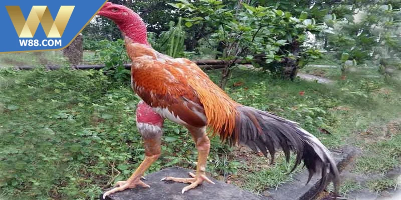Chăm Sóc Gà Đá Khi Chuẩn Bị Thi Đấu Đạt Hiệu Suất Cao - Lorix Chăm Sóc Gà Đá Khi Chuẩn Bị Thi Đấu Đạt Hiệu Suất Cao - Lorix