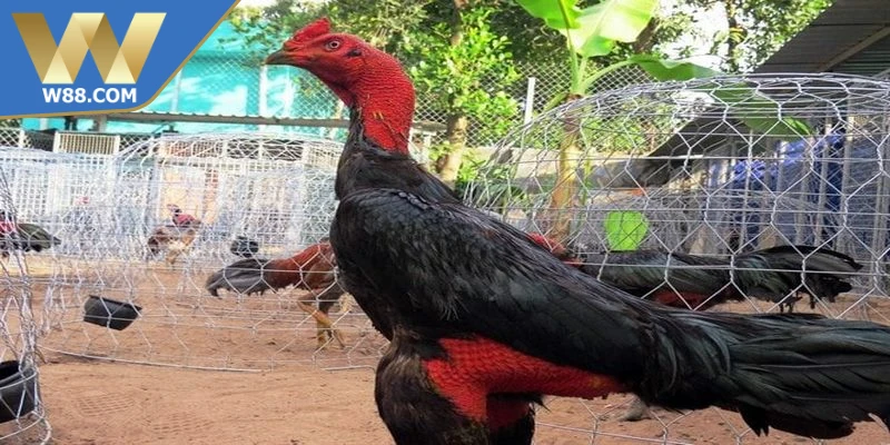 Chăm Sóc Gà Đá Khi Chuẩn Bị Thi Đấu Đạt Hiệu Suất Cao - Lorix Chăm Sóc Gà Đá Khi Chuẩn Bị Thi Đấu Đạt Hiệu Suất Cao - Lorix