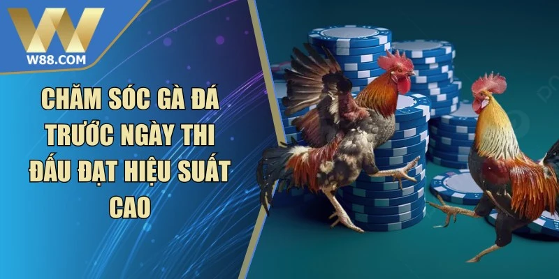 Mẹo Nuôi Gà Đá Tăng Cơ Bắp Săn Chắc Hiệu Quả Từ Chuyên Gia - Lorix