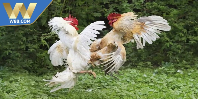 Đá Gà Cựa - Khái Niệm Các Loại Cựa Và Luật Thi Đấu - Lorix Đá Gà Cựa - Khái Niệm Các Loại Cựa Và Luật Thi Đấu - Lorix