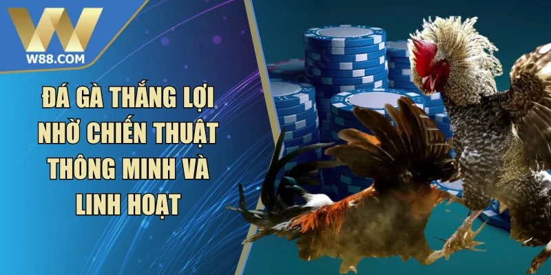 Cách Làm Gà Đá Tăng Tốc - Phương Pháp Nhanh Hiệu Quả Nhất - Lorix