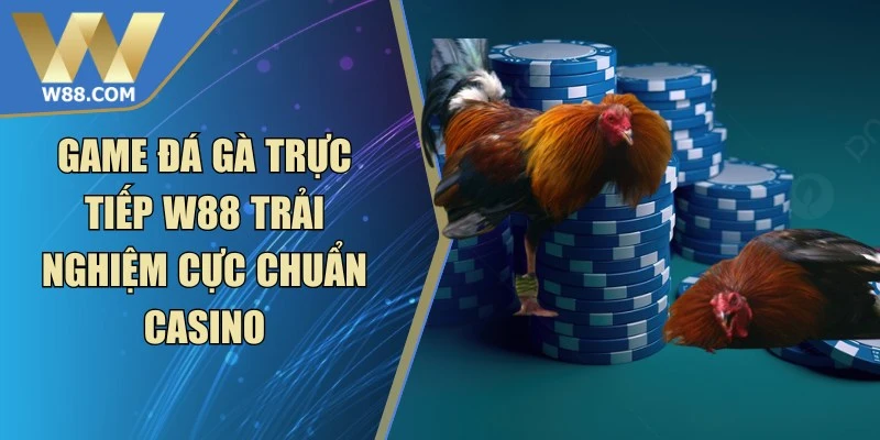 Đá Gà Cựa - Khái Niệm Các Loại Cựa Và Luật Thi Đấu - Lorix