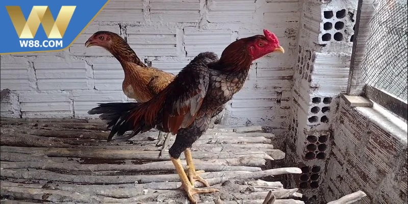 Kỹ Thuật Chọi Gà Nhanh Gọn Bí Quyết Cho Sư Kê Mới Chơi - Lorix Kỹ Thuật Chọi Gà Nhanh Gọn Bí Quyết Cho Sư Kê Mới Chơi - Lorix