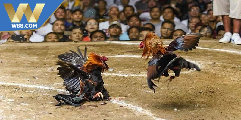 Mẹo Đá Gà Khi Bị Tấn Công - Tổng Hợp Mẹo Từ Chuyên Gia - Lorix Mẹo Đá Gà Khi Bị Tấn Công - Tổng Hợp Mẹo Từ Chuyên Gia - Lorix
