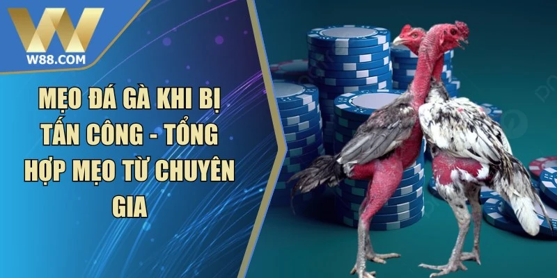 Cách Đá Gà Thomo Với Chiến Thuật Chuẩn Xác Nâng Cao - Lorix