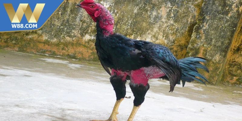 Mẹo Nuôi Gà Đá Tăng Cơ Bắp Săn Chắc Hiệu Quả Từ Chuyên Gia - Lorix Mẹo Nuôi Gà Đá Tăng Cơ Bắp Săn Chắc Hiệu Quả Từ Chuyên Gia - Lorix
