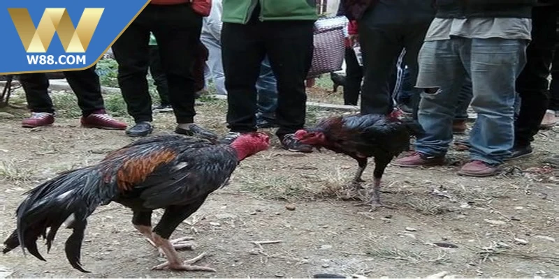 Mẹo Nuôi Gà Đá Tăng Cơ Bắp Săn Chắc Hiệu Quả Từ Chuyên Gia - Lorix Mẹo Nuôi Gà Đá Tăng Cơ Bắp Săn Chắc Hiệu Quả Từ Chuyên Gia - Lorix