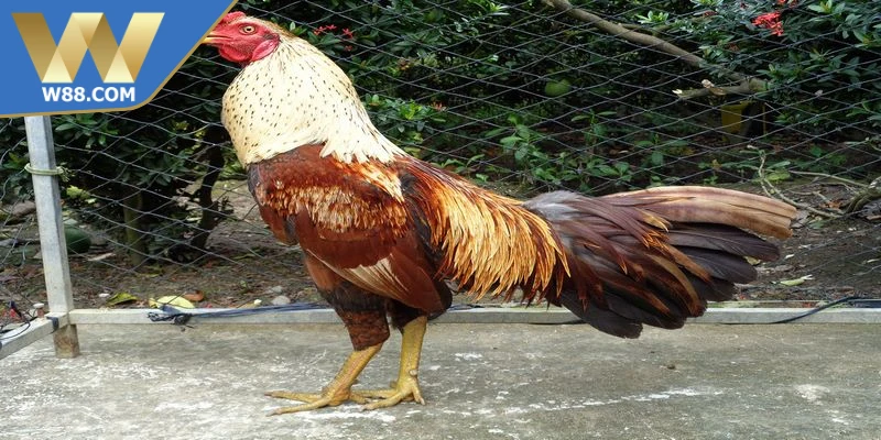 Mẹo Nuôi Gà Đá Tăng Cơ Bắp Săn Chắc Hiệu Quả Từ Chuyên Gia - Lorix Mẹo Nuôi Gà Đá Tăng Cơ Bắp Săn Chắc Hiệu Quả Từ Chuyên Gia - Lorix