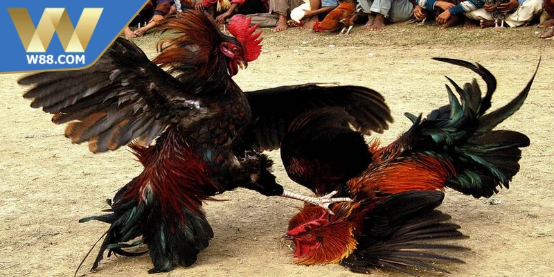 Tường Thuật Đá Gà Trực Tiếp Trải Nghiệm Mãn Nhãn Hay Nhất - Lorix Tường Thuật Đá Gà Trực Tiếp Trải Nghiệm Mãn Nhãn Hay Nhất - Lorix
