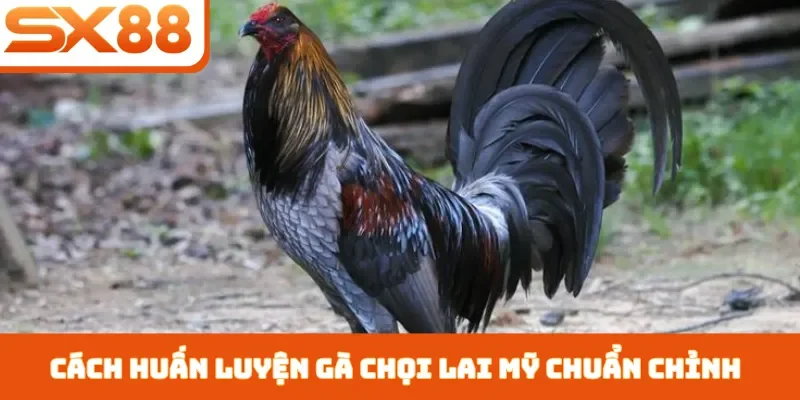 Gà Chọi Lai Mỹ - 3 Cách Chăm Sóc Giúp Chiến Kê Nhanh Lớn - Lorix