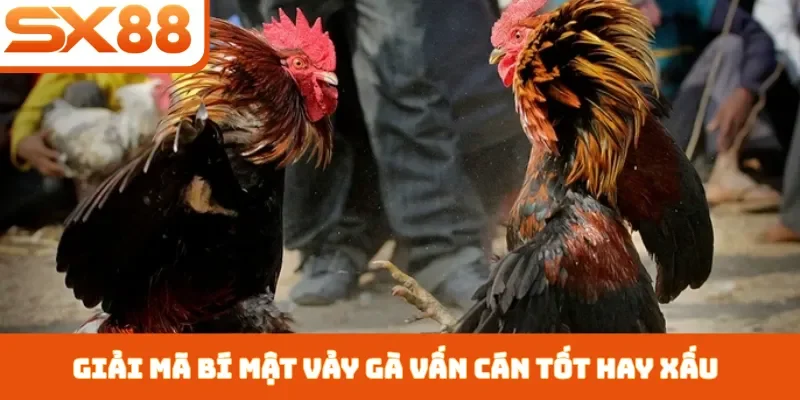 Vảy Gà Vấn Cán Tốt Hay Xấu - 3 Cách Nhận Biết Chiến Kê - Lorix