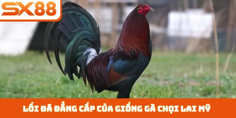 Gà Chọi Lai Mỹ - 3 Cách Chăm Sóc Giúp Chiến Kê Nhanh Lớn - Lorix