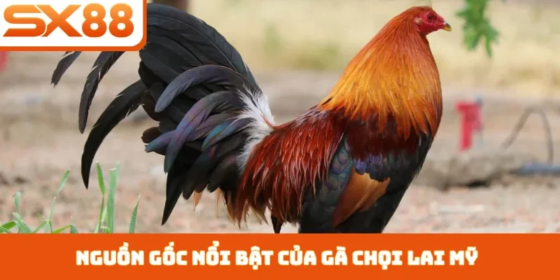 Gà Chọi Lai Mỹ - 3 Cách Chăm Sóc Giúp Chiến Kê Nhanh Lớn - Lorix