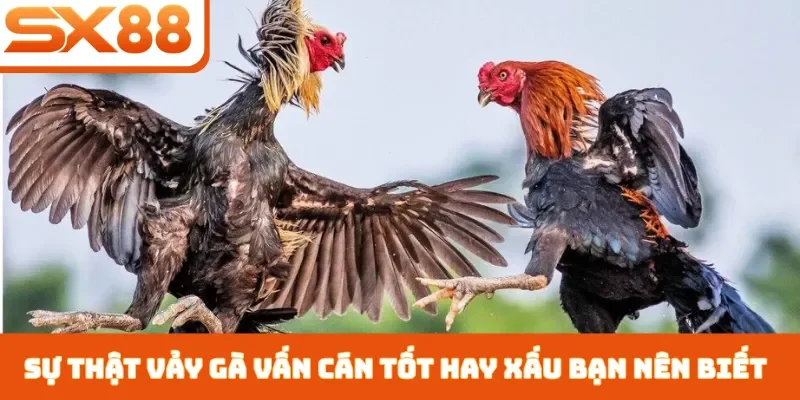 Vảy Gà Vấn Cán Tốt Hay Xấu - 3 Cách Nhận Biết Chiến Kê - Lorix