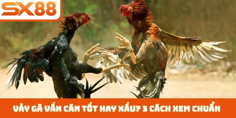 Vảy Gà Vấn Cán Tốt Hay Xấu - 3 Cách Nhận Biết Chiến Kê - Lorix