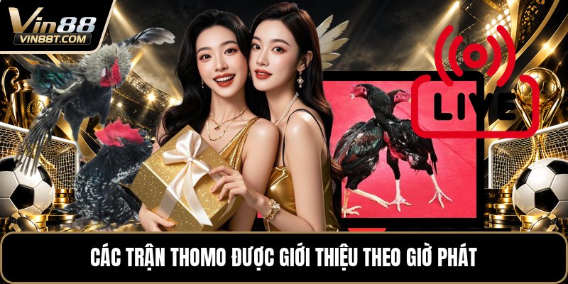 Đá Gà Trực Tiếp Thomo 24/7 - Xem Trận Gà Liên Tục 24H - Lorix