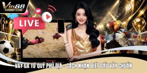 Đá Gà VIN88: Trải Nghiệm Đấu Kê Online Gay Cấn, Minh Bạch - Lorix